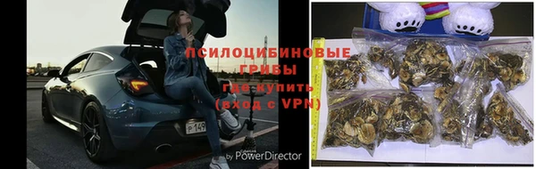 прущие грибы Белоозёрский